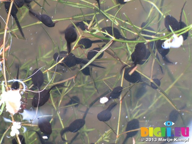 SX26906 Tadpoles in pond